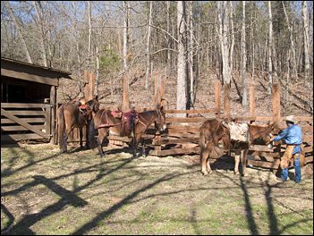 guests saddle their mules Unlimited Sportsman's cabin